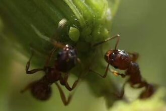 ant pest control in gilbert
