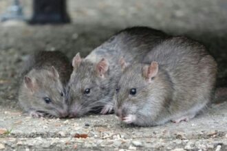 rats Infestations in Flagstaff